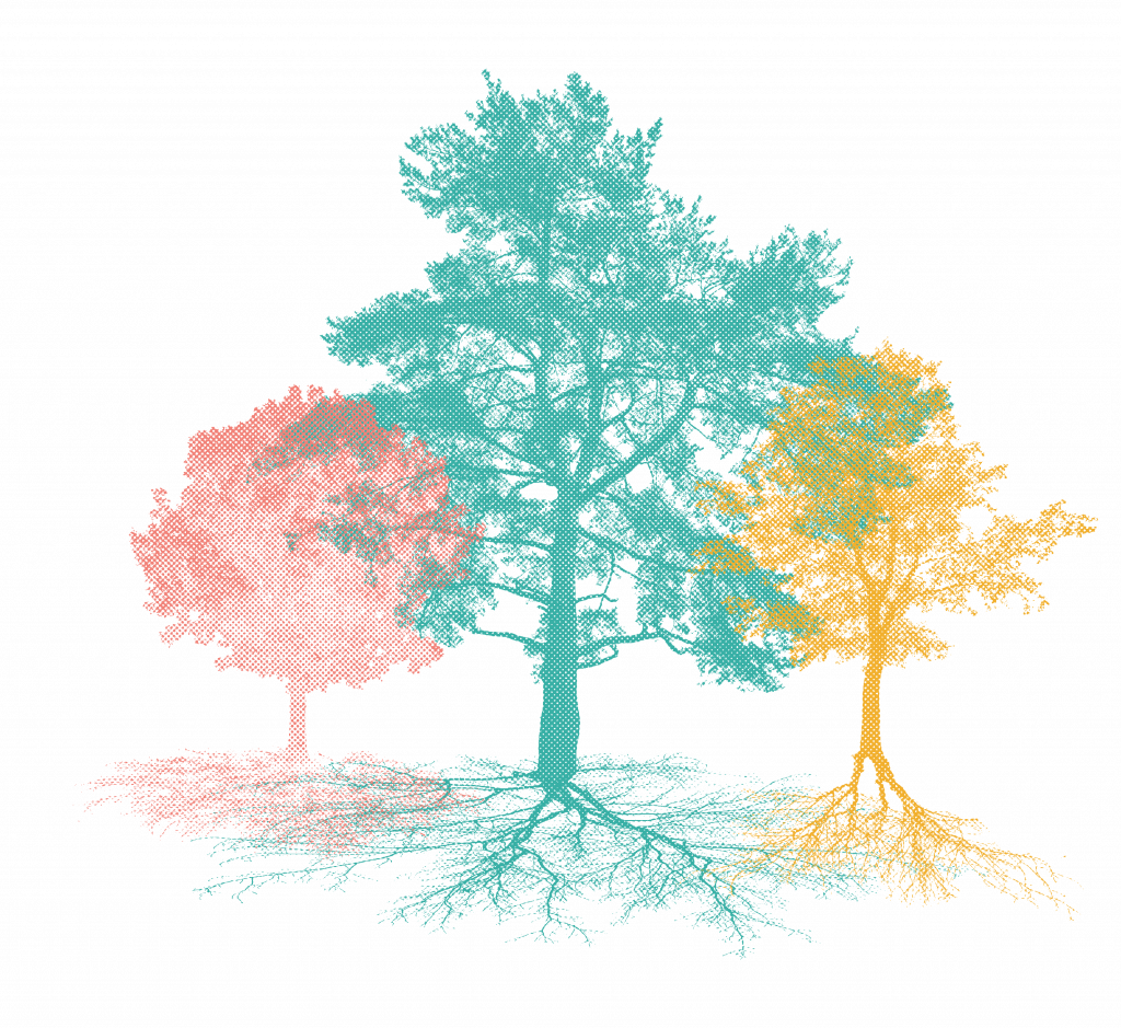 Three trees, growing together, intertwined